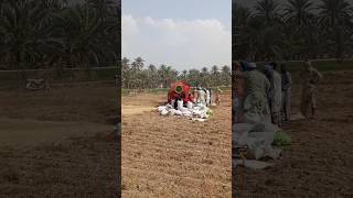 wheat harvesting process of grain with thrasher foryou fyp fypシ viral agriculture village [upl. by Aurelius894]