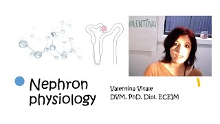 Nephron physiology  Vet students [upl. by Deutsch]