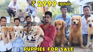 Puppies For Sale 2999  Dog For Sale  All Breeds Available  Quality Puppies Dog Kennel in Tamil [upl. by Jar]