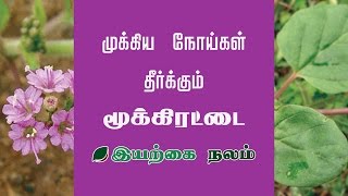 நோய் எதிர்ப்பு சக்தி அதிகரிக்க  Increase Immunity Naturally  Mookirattai Keerai Benefits in Tamil [upl. by Yhcir]