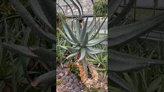 Mountain Aloe Aloe Marlothii canadalife springseason plantlover garden nature naturelovers [upl. by Ahsitul]