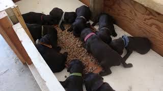 Another Adventure Boykins Puppies First Feeding [upl. by Harim]