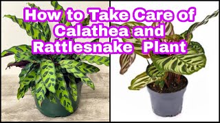 How to Take Care of Calathea and Rattlesnake Plant Ramiyas Gardening and Travel Vlogs [upl. by Damas470]