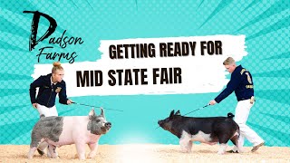 Getting Ready for County Fair with our showpigs showpigs pigs [upl. by Harding]