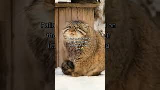 pallass catspallasscat cat catvideosWorlds Grumpiest Cat I Frozen Planet IFrozenPlanet2 [upl. by Baryram]