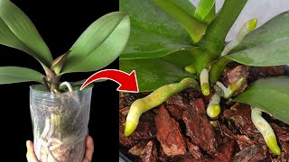 How to Repot an Orchid Without Killing It  Orchid Care for Beginners [upl. by Cardwell]