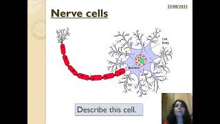 KS3 Specialised cells and their special adaptation features [upl. by Shaya870]