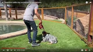 Dog Trainer Reviews Beckmans Dog Training  Socializing  Part 2 [upl. by Irbua]