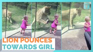 Lion Creeps Up On Toddler And Pounces At Zoo [upl. by Paten]