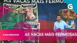 🐮🏅 LUGO A PROVINCIA CON MÁIS TÍTULOS quotMISS VACAquot [upl. by Burty]