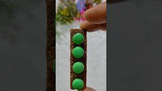 Chocolate snakker centre fresh jelly shortvideo youtubeshorts anaya [upl. by Anthe]