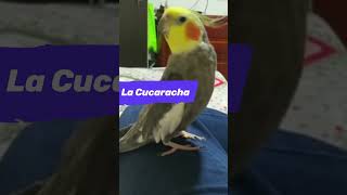 ⚡ CACATUA NINFA CANTANDO LA CUCARACHA ♪♫♪♫  COCKATIEL SINGING COCKROACH audio mejoardo short [upl. by Devine]