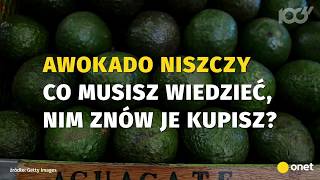 Awokado to pożeracz wody  Onet100 [upl. by Silvie344]