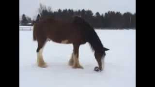 2014 Superbowl Clydesdale quotCommercialquot  Go Jimmy [upl. by Inattirb135]