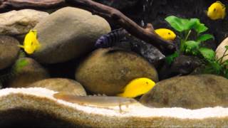 Yellow Lab Cichlid Holding and Close Up Shots [upl. by Doug39]