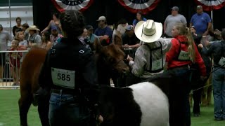 4H Members Reflect on Experience at Tippecanoe County Fair [upl. by Noremak]