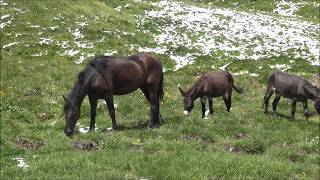 CAVALLI E ASINELLI AL PASCOLO IN RIVA AL LAGO IN VALLE VARAITA MART 16  7  2019 [upl. by Ocirred986]