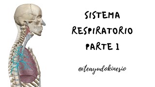 Sistema respiratorio Función y generalidades Primera parte [upl. by Lliw]