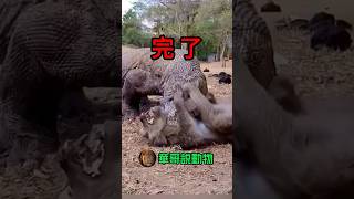 猴子🐒心ㄧ涼想，完了 animals wildanimals wildlife 華哥説動物 animal nature wild foryoupageshortskomodo [upl. by Ppilihp]