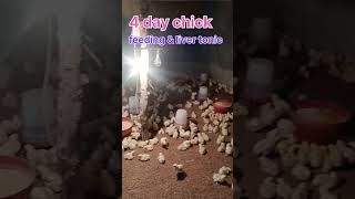 4 day chiks feeding। चौथे दिन चूजा दाना intek poultryscience agriculture poultryfarm chicken [upl. by Michiko]