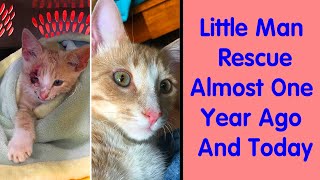 People Are Sharing Before And After Adoption Pictures Of Their Cats And It’s Heartwarming 1 [upl. by Ariaec]