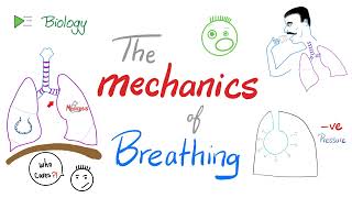 The mechanics of breathing 😮‍💨  Normal inhalation and exhalation  Respiratory Physiology [upl. by Velasco223]