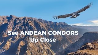 Colca Canyon in Peru 5 Tips For Spotting Andean Condors [upl. by Ardnas]