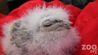 Cute Baby Frogmouth Chick at Woodland Park Zoo [upl. by Seigel]