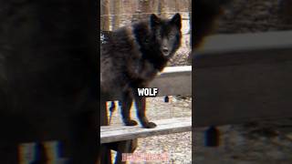 Are Wolfdogs Good Pets wolfdog pets dog shorts [upl. by Kablesh68]