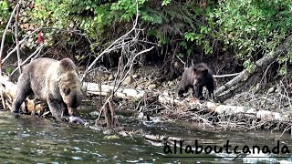 Grizzly Bear Sow with Two Cubs  Canadas Nature  Wildlife  BC Canada [upl. by Etta]