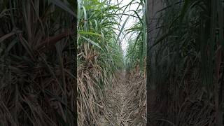 Co 16030 new sugarcane variety performing very well new automobile fourwheelers innovampvnature [upl. by Sredna]