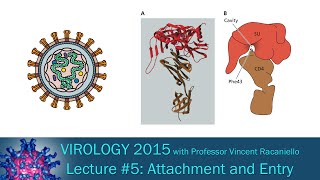 Virology 2015 Lecture 5 Attachment and Entry [upl. by Lanor]