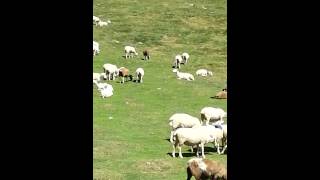 Wild horses and mountain sheep in the Pyrenees [upl. by Ardnaek]