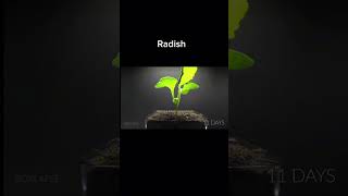 Radish growth time lapse growth grind edit music naruto plants carrotman song music [upl. by Eamanna]