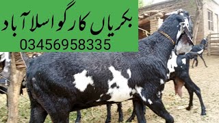 bakriyan cargo Islamabad goat 2 2024 [upl. by Ayoral]