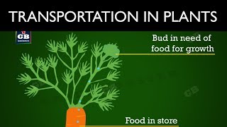 Transportation in plants  Life processes  10th Biology  CBSE  ncert class 10  X Science [upl. by Proudlove]