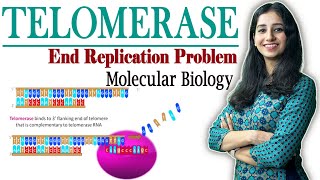 Telomerase Replication II End Replication Problem I Molecular Biology II [upl. by Ennaeirb]