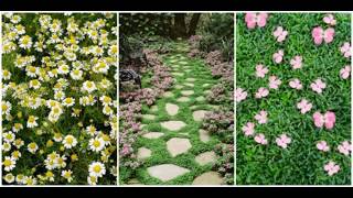 13 Best Ground Cover Flowers and Plants  Low Growing Perennial Flowers [upl. by Sualkin]