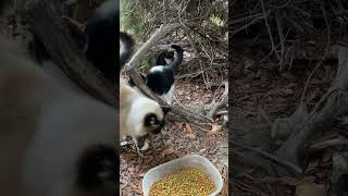 After about 15 years Pom Pom is now letting me pet him feralcats cutekitty siamesecats [upl. by Orual]