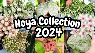 Hoya Collection 2024 🌱 ALL OF THEM 😍 [upl. by Gary]