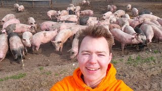 Visiting A Free Range Pig FarmHappy Pigs [upl. by Silvain]