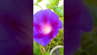 Morning Glory nice blooming 🥰ytshorts [upl. by Dlabihcra]