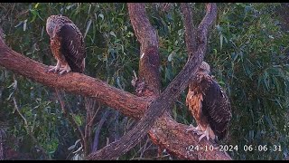 Sea EagleCAMBieliki Sydney  SE33 amp SE34 2024 10 24 [upl. by Arihsay]