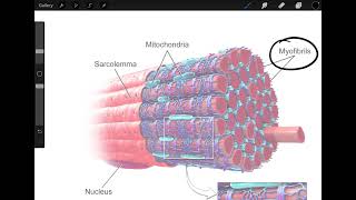 Nerve Innervation to Muscle Contraction [upl. by Vance]