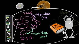 Genes DNA amp chromosomes  Heredity amp Evolution  Biology  Khan Academy [upl. by Tiduj202]