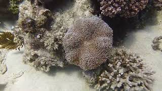 Scuba Diving Australia  Petaj Bommie site Milln Reef Great Barrier Reef 24Dec2023 [upl. by Ailat267]