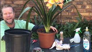 Preparing your clivia plant for the Clivia show [upl. by Bowler468]