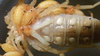 Scorpion Giving Birth To 3 Babies extremely closeup and sharp [upl. by Nylisoj]