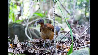 A rare sighting of an Alberts Lyrebird in South East Queensland Springbrook Nation Park [upl. by Fem63]