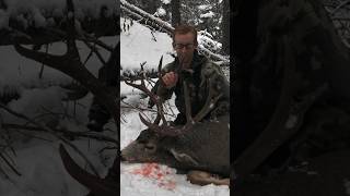 Tracking Big Bucks in Snow muledeer hunting [upl. by Shipp]